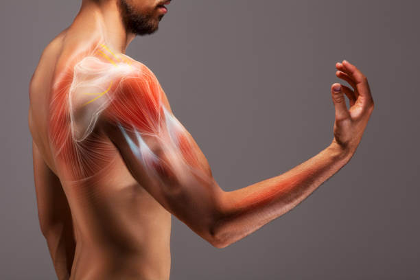 anatomy of a man shoulder muscles